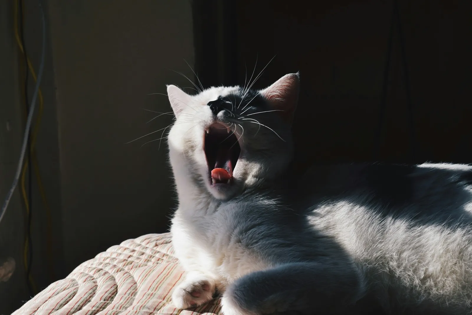 Black and white cat mid-yawn, showing its teeth
