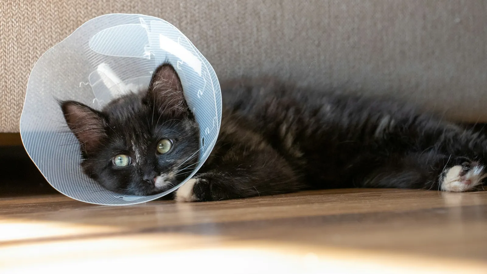 Black cat resting on the floor in a clear recovery cone
