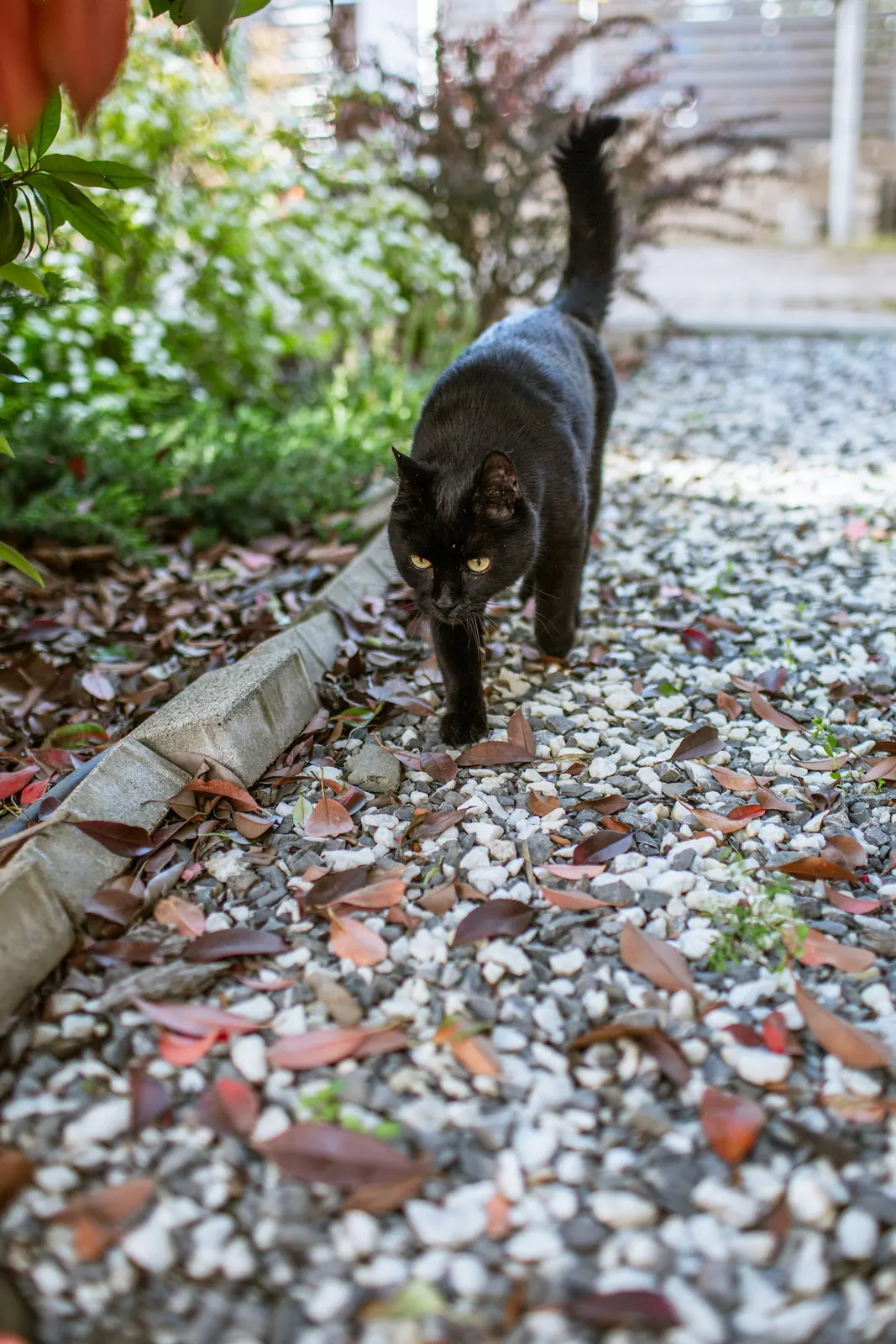 Black cat walking along a gravel garden path