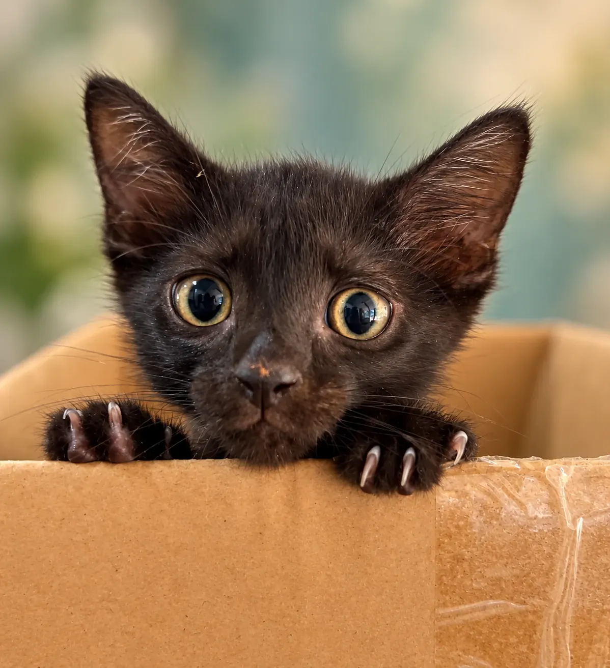 Black kitten peeking curiously over the edge of a cardboard box
