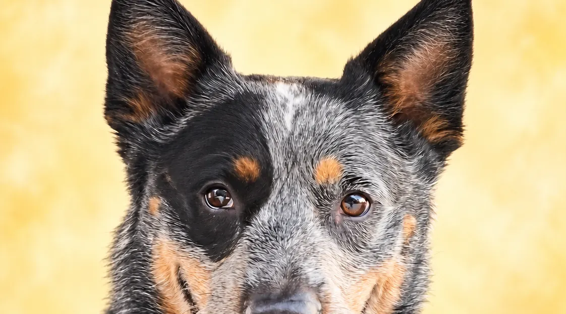 Blue, an Australian cattle dog, smiling with tongue out