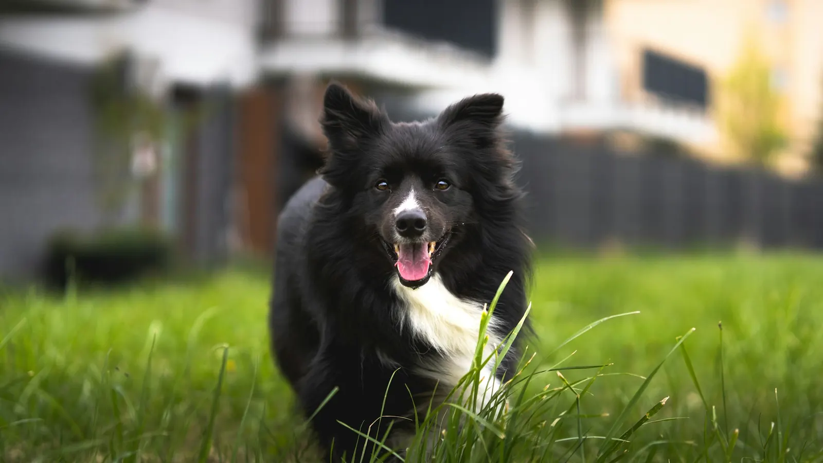 Black and white border collie walking happily through tall grass