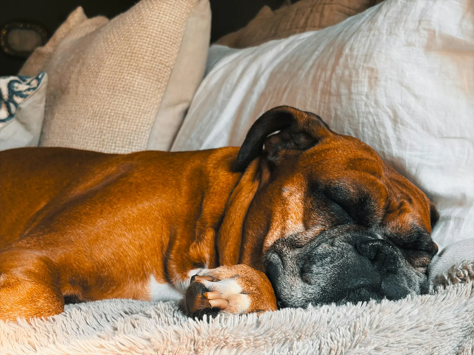 Advanced Imaging at Healing Haven Animal Clinic
