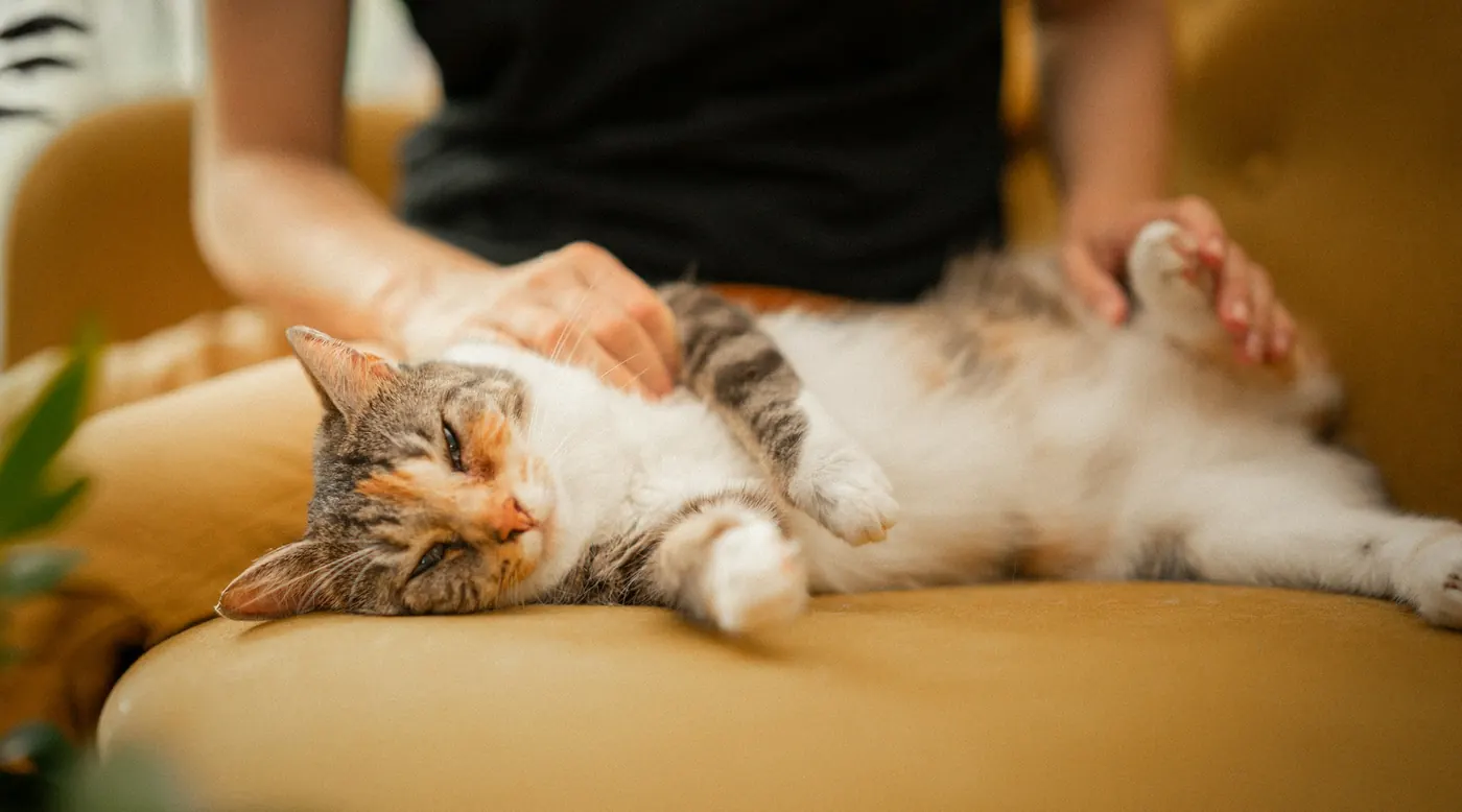 Calico cat stretched out on a mustard sofa while its owner pets it