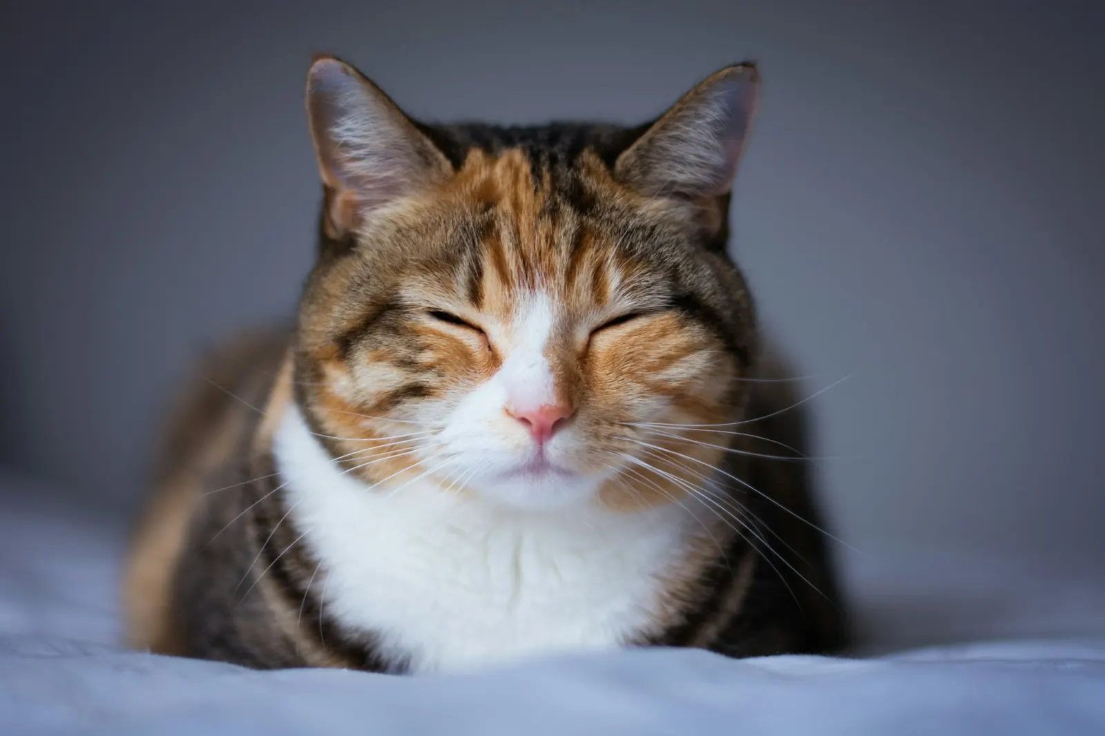 Calico cat resting contentedly with its eyes closed