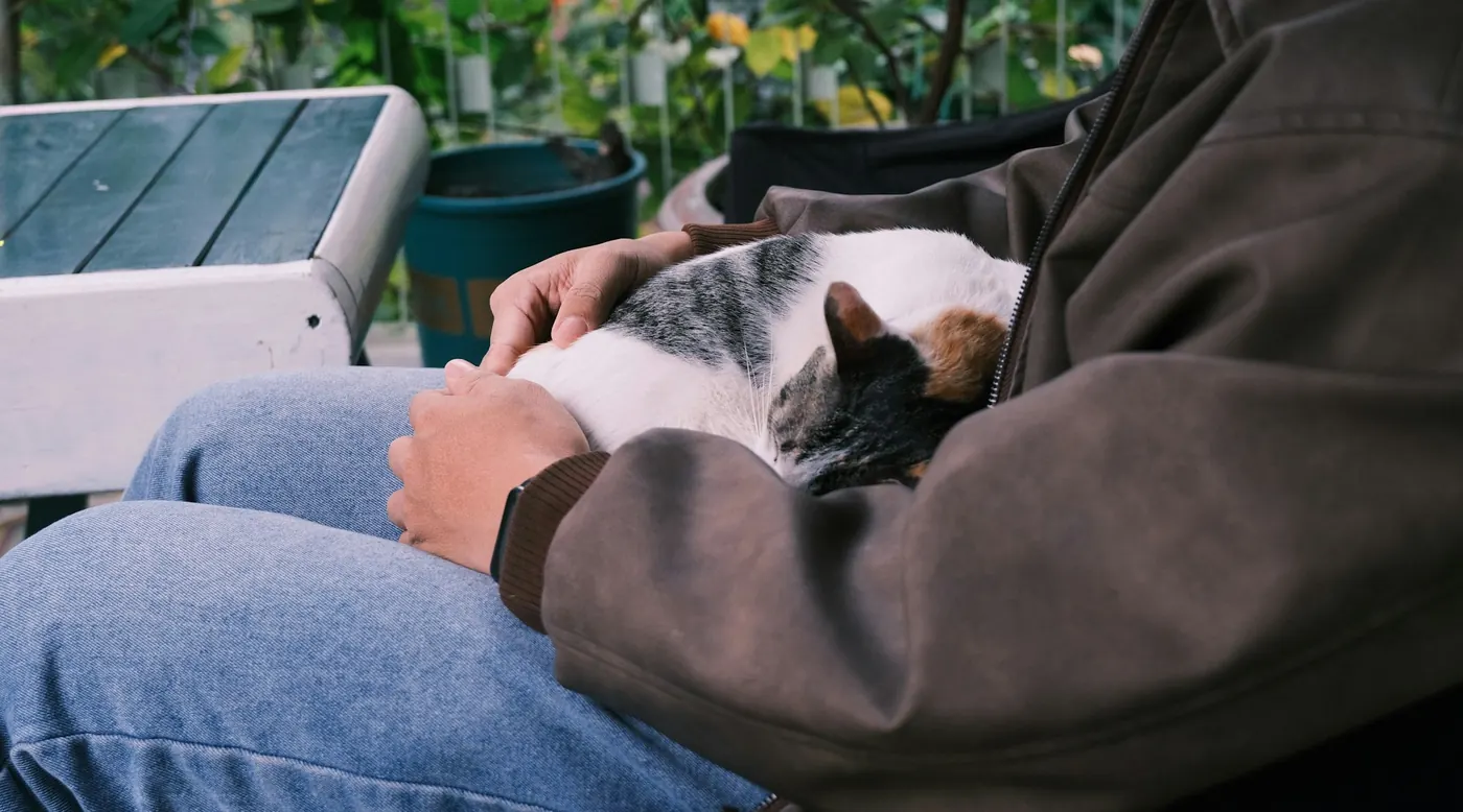 Calico cat resting peacefully on its owner's lap outdoors