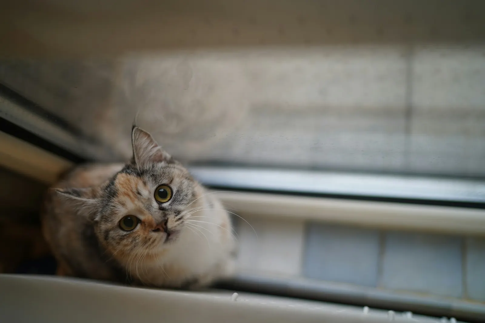 Fluffy cat looking up from a sunny windowsill