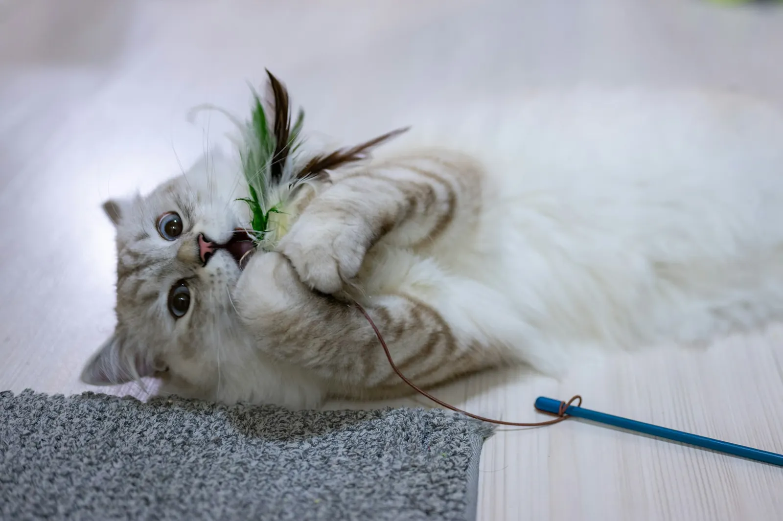 Fluffy cat playing with a feather wand toy