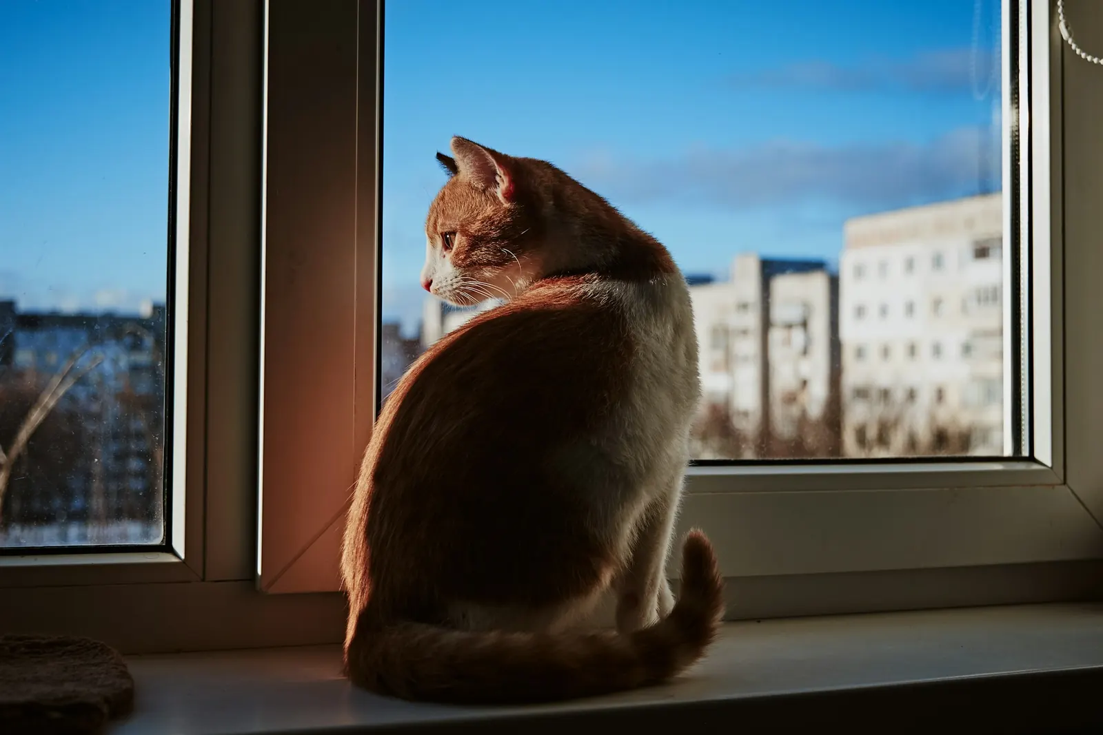 Cat sitting at a sunny window looking out