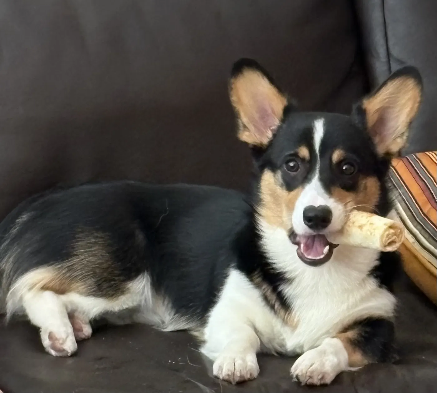 Tricolor corgi relaxing on a leather couch with a chew toy in its mouth