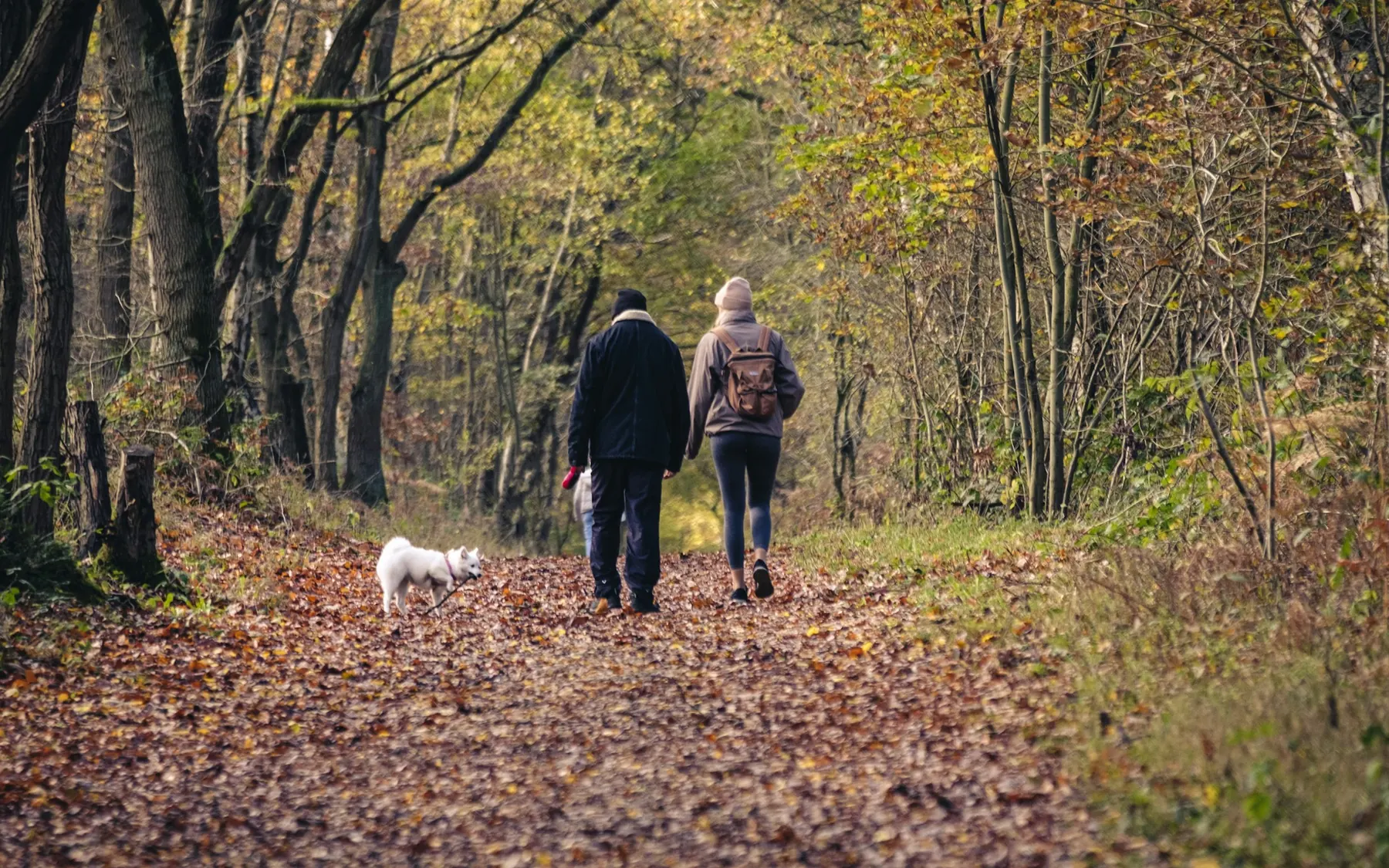 Couple walking their small white dog along a leafy autumn woodland trail