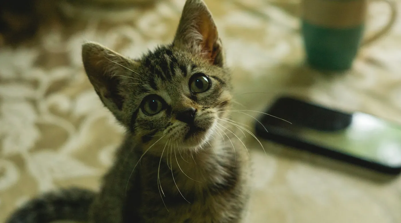 Tabby kitten looking up with wide, curious eyes