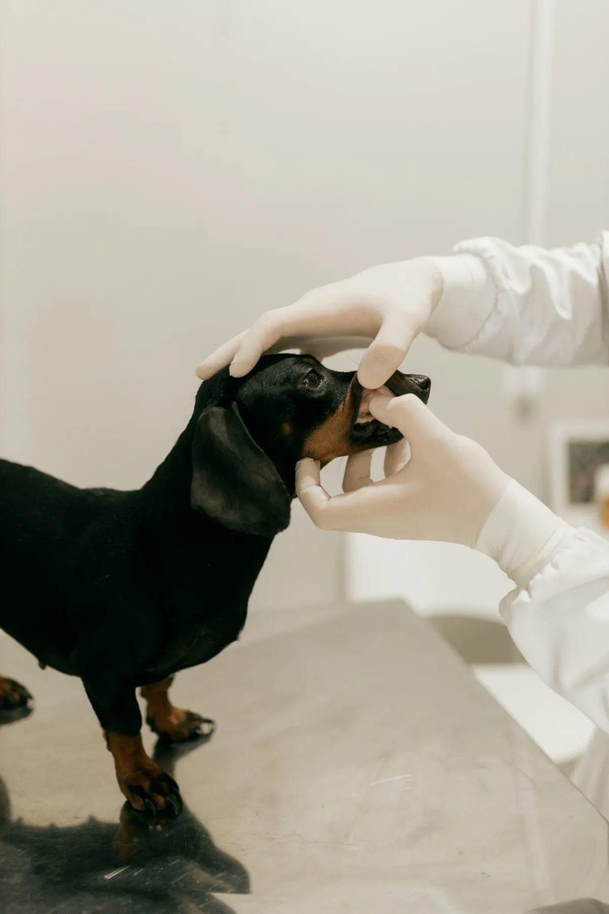 Gloved hands checking a black dachshund's teeth
