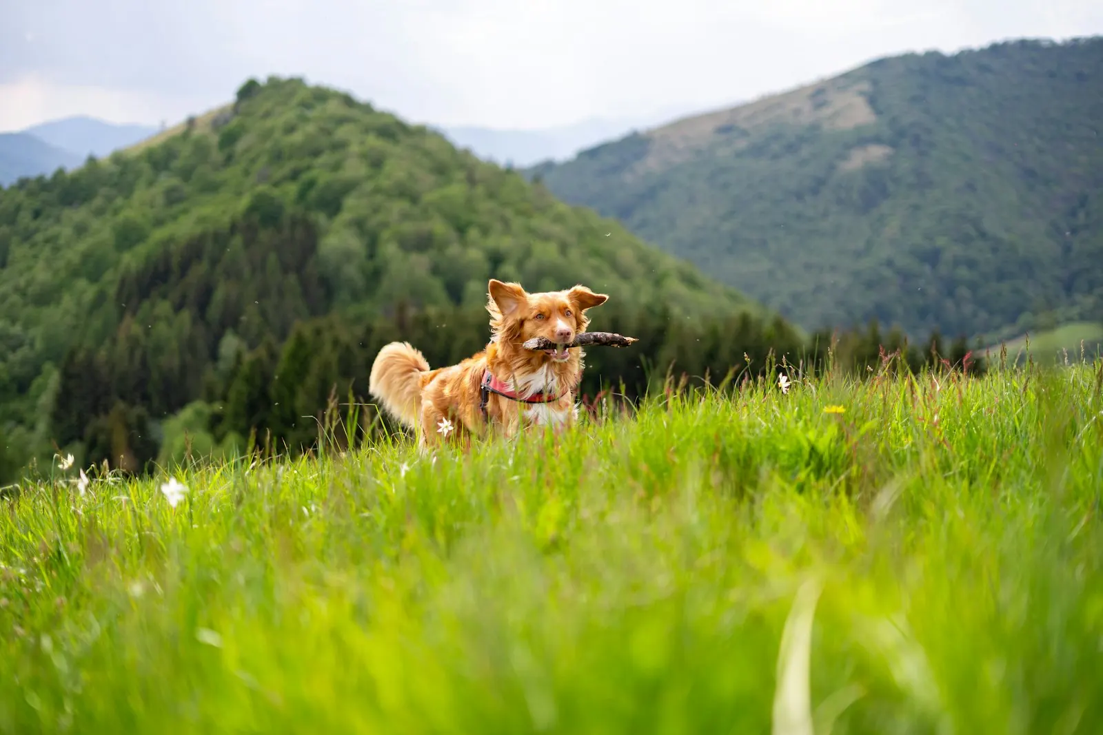 Regenerative Medicine at Healing Haven Animal Clinic