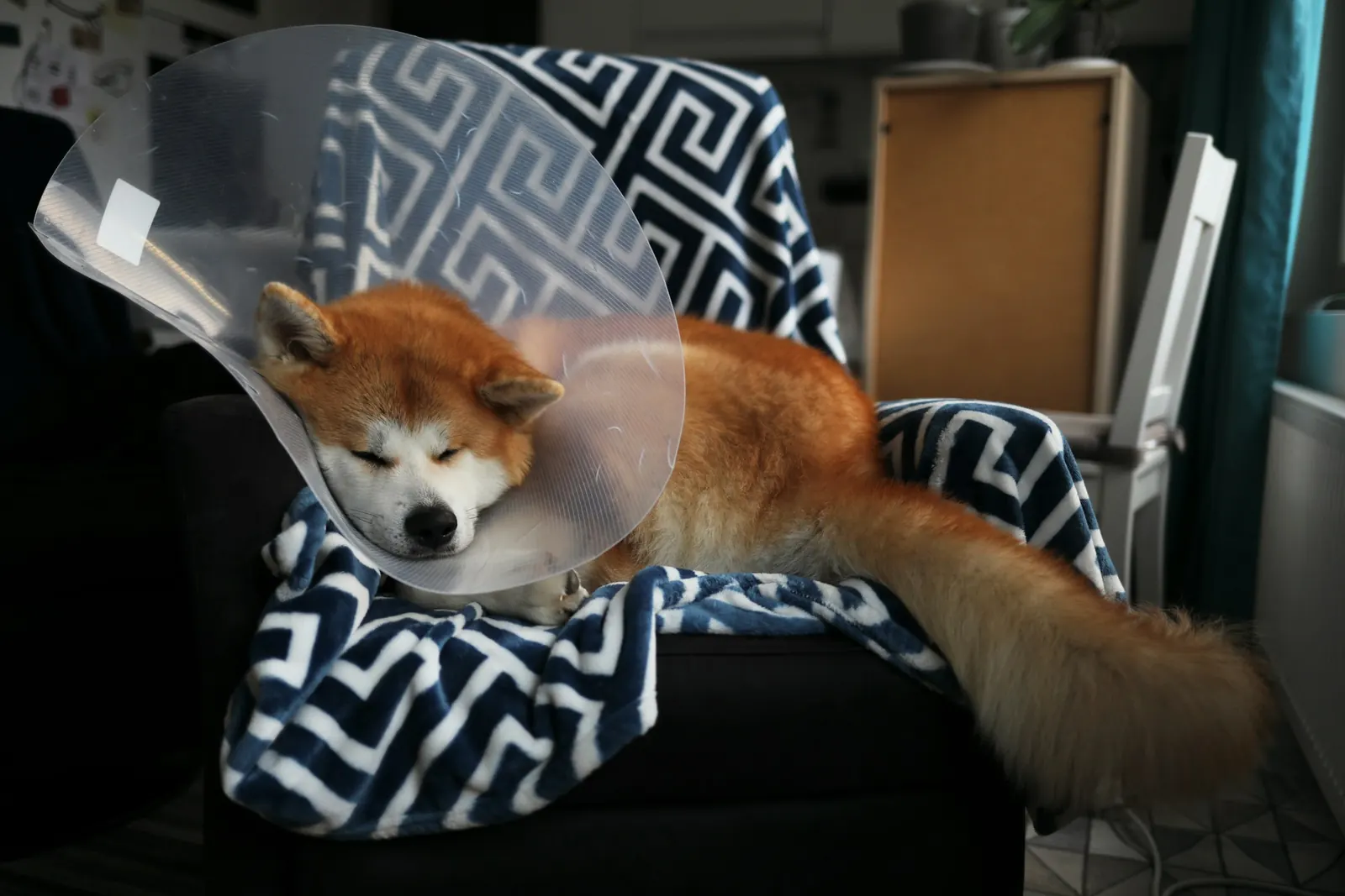 Shiba-type dog wearing a clear recovery cone resting on a blanket-covered chair