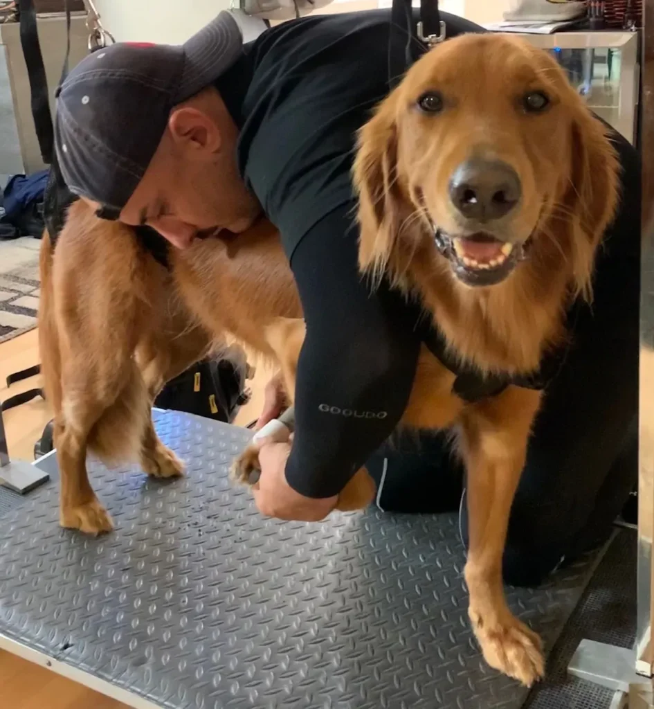 D.O.G Nails groomer gently trimming a happy golden retriever's nails with a Dremel