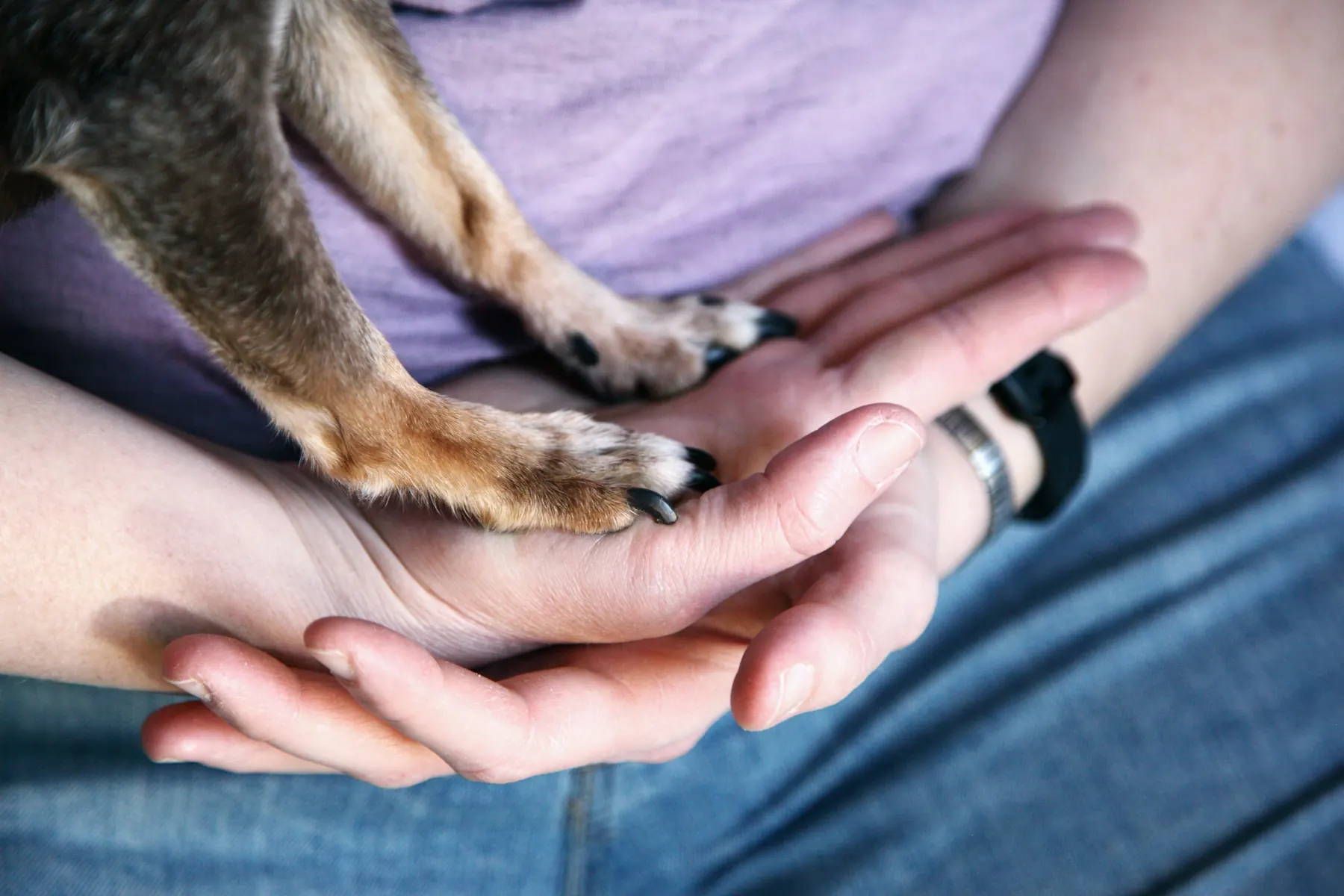 D.O.G Nails at Healing Haven Animal Clinic