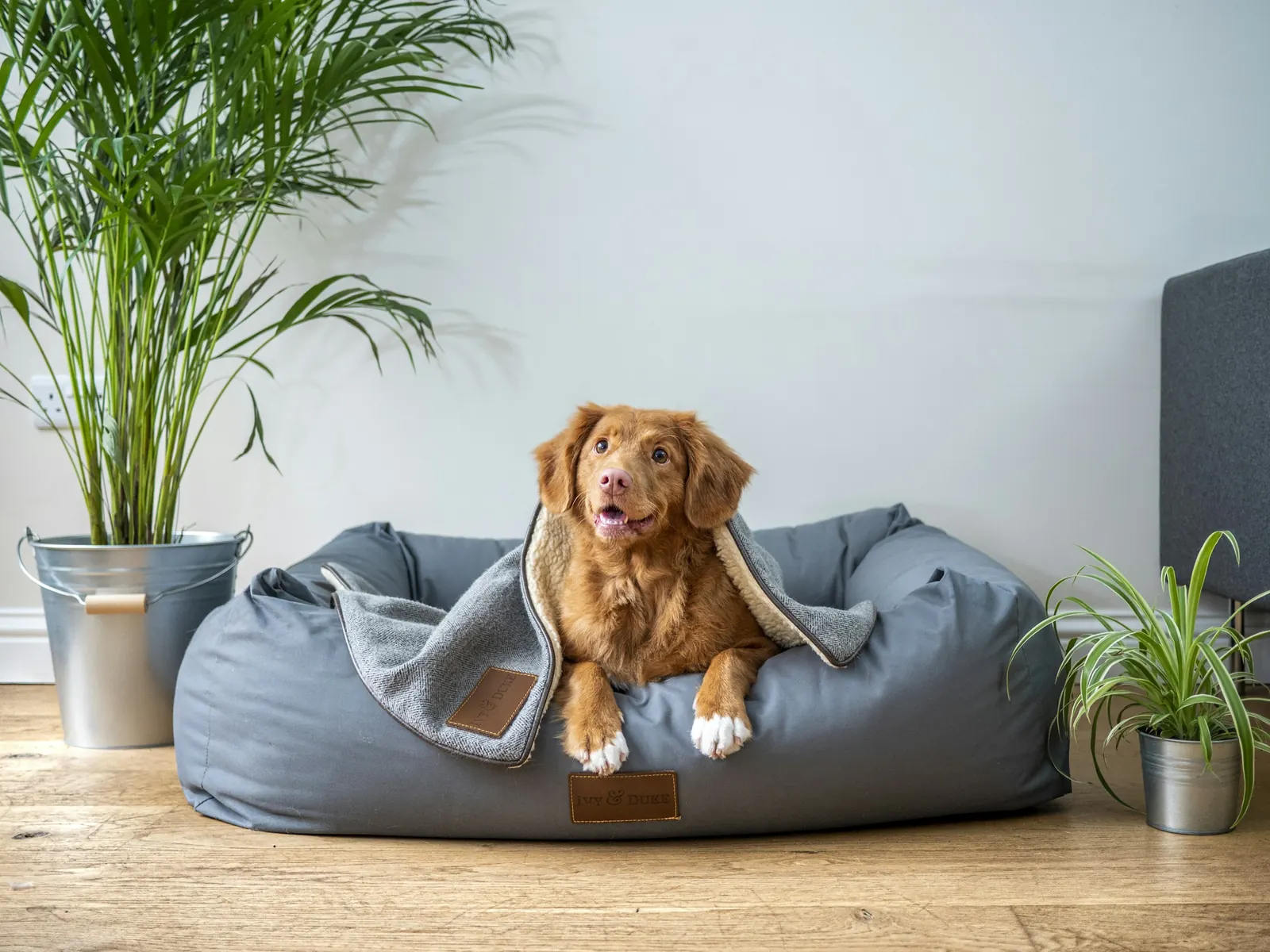 Relaxed retriever mix resting in a cozy grey dog bed with a blanket