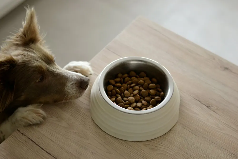 Dog sniffing a bowl of kibble