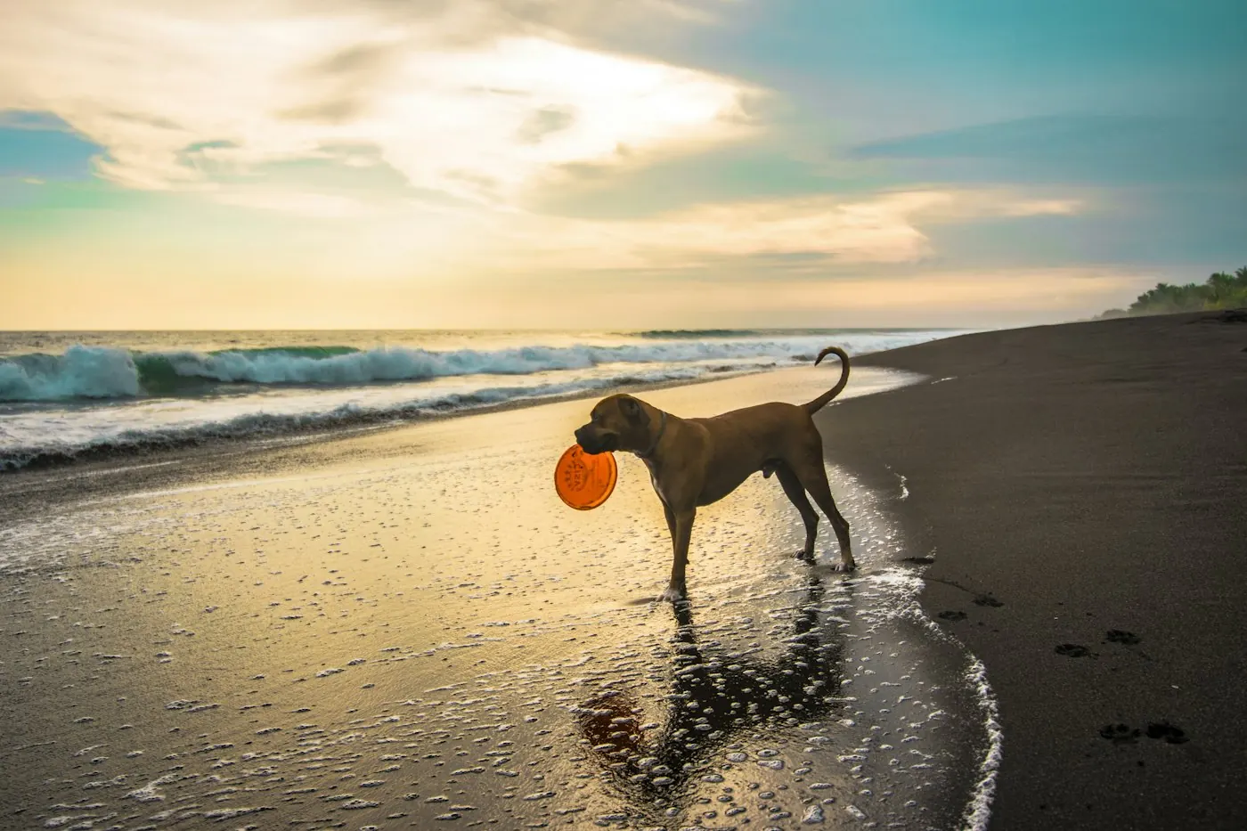 Dog carrying a frisbee along the beach at sunset