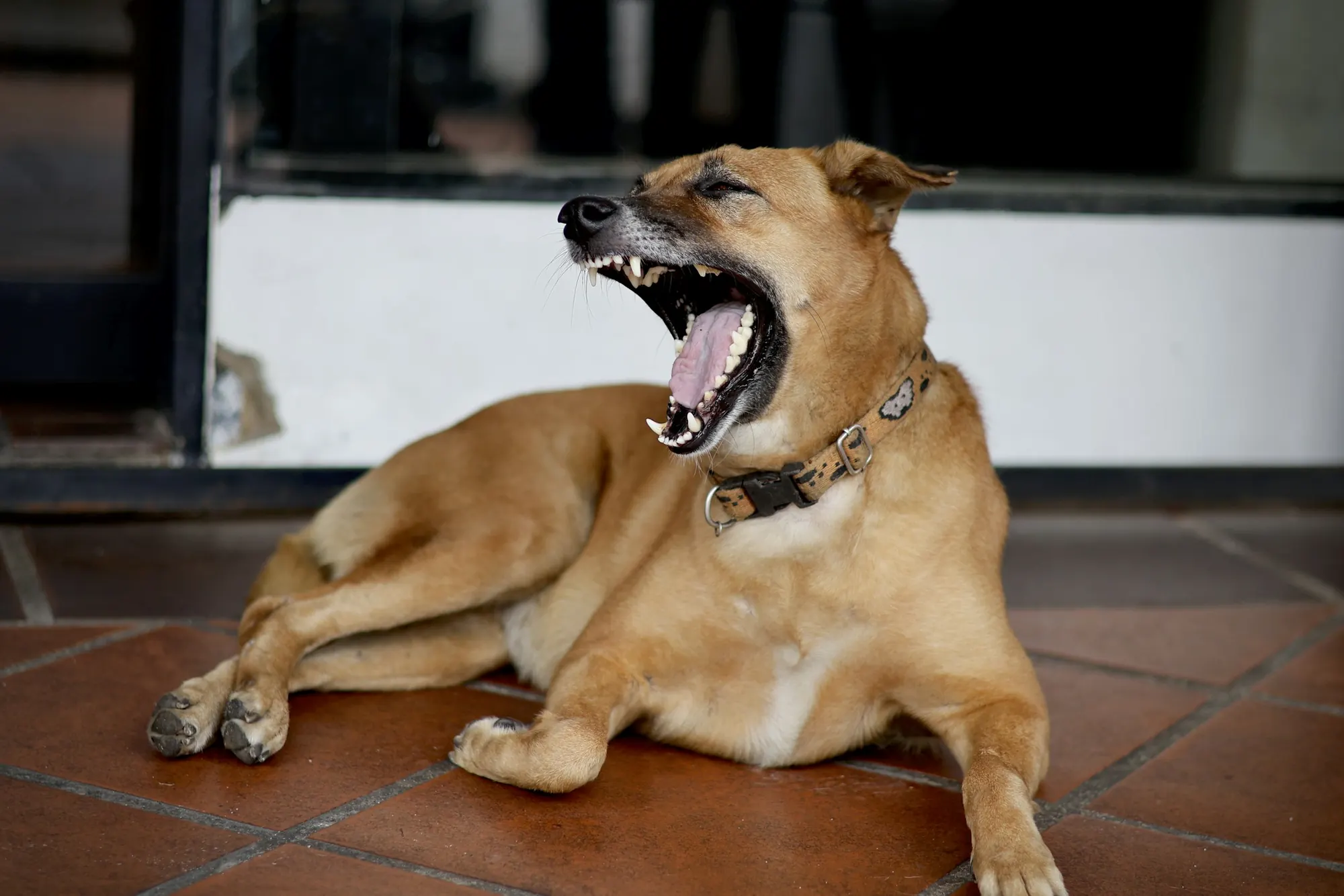 Dentistry at Healing Haven Animal Clinic