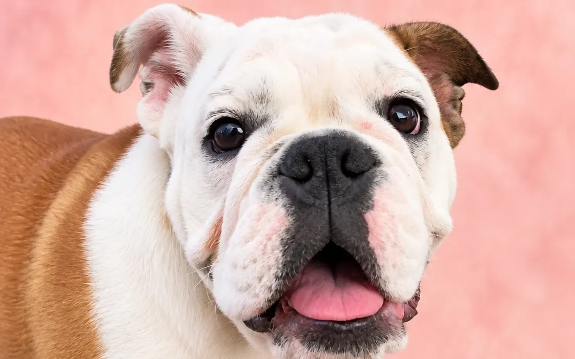 Happy English bulldog puppy standing on a pink backdrop