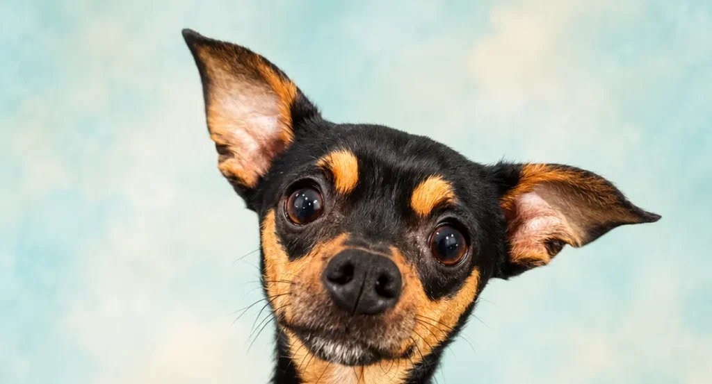 Finn, a black and tan terrier mix, raising a paw