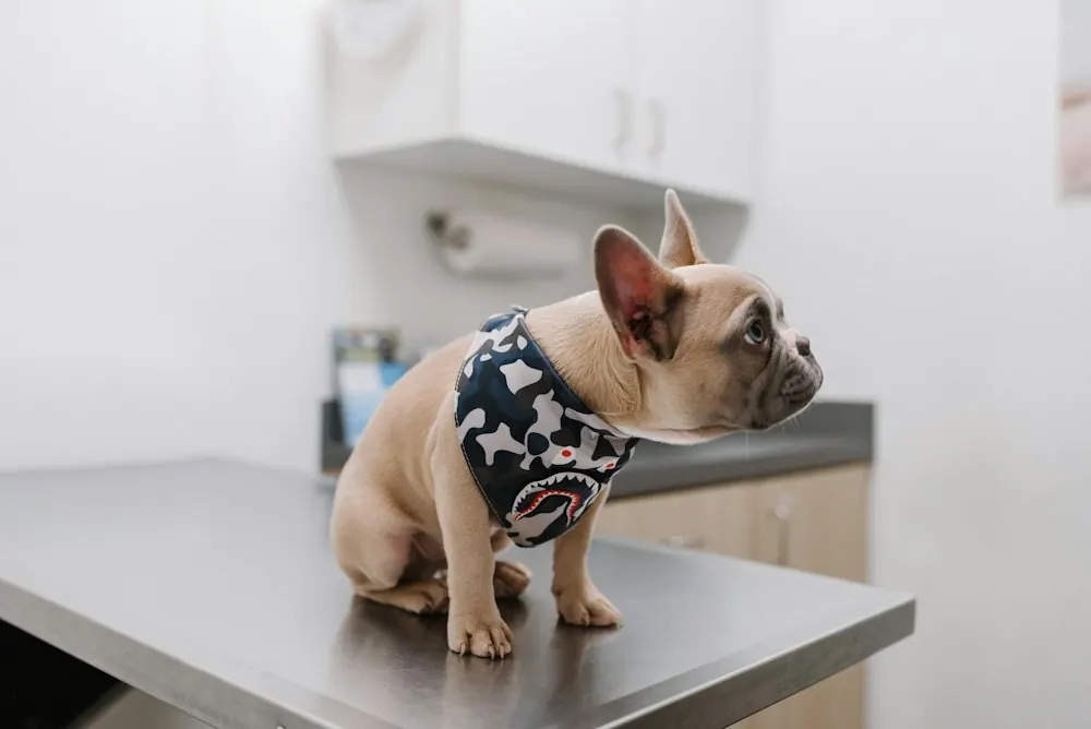 French bulldog in a bandana sitting on an exam table