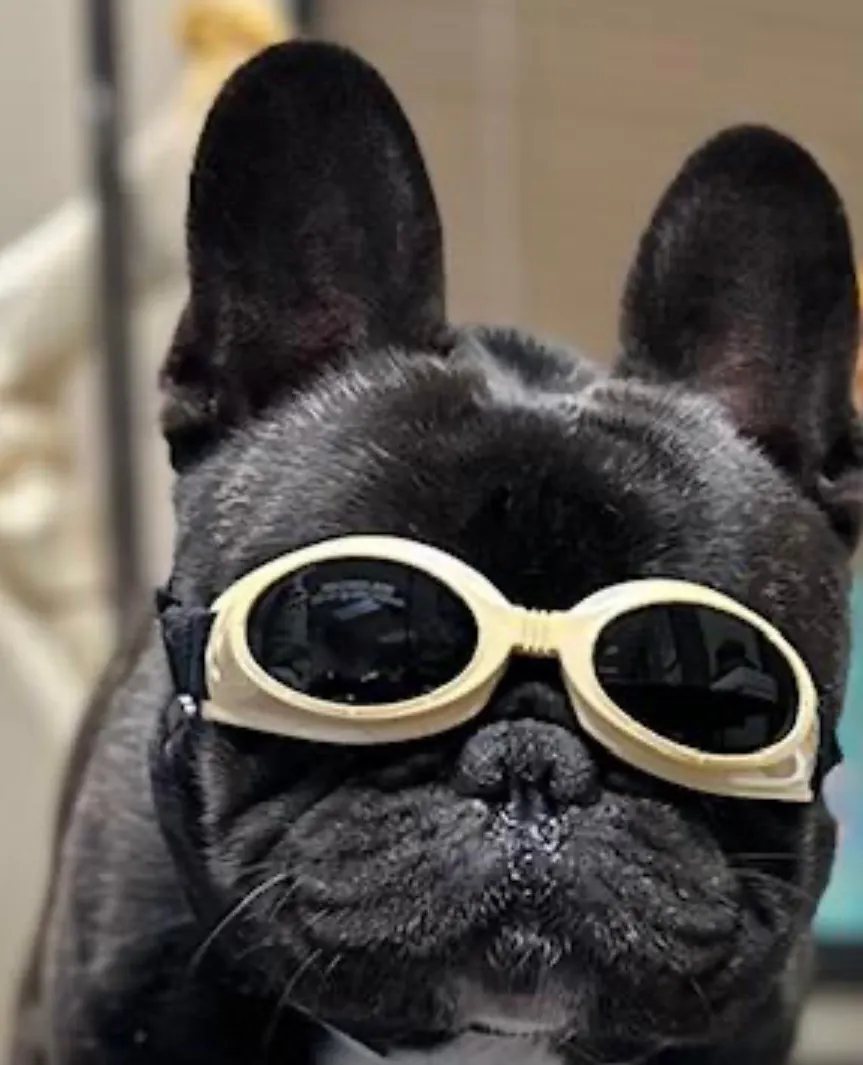 Black French bulldog wearing protective goggles for laser therapy