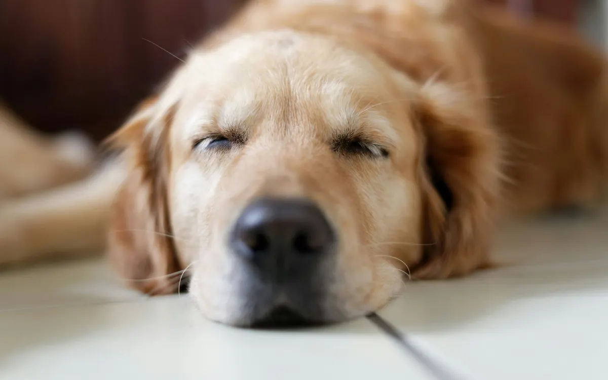 Golden labrador resting calmly with its chin on the floor