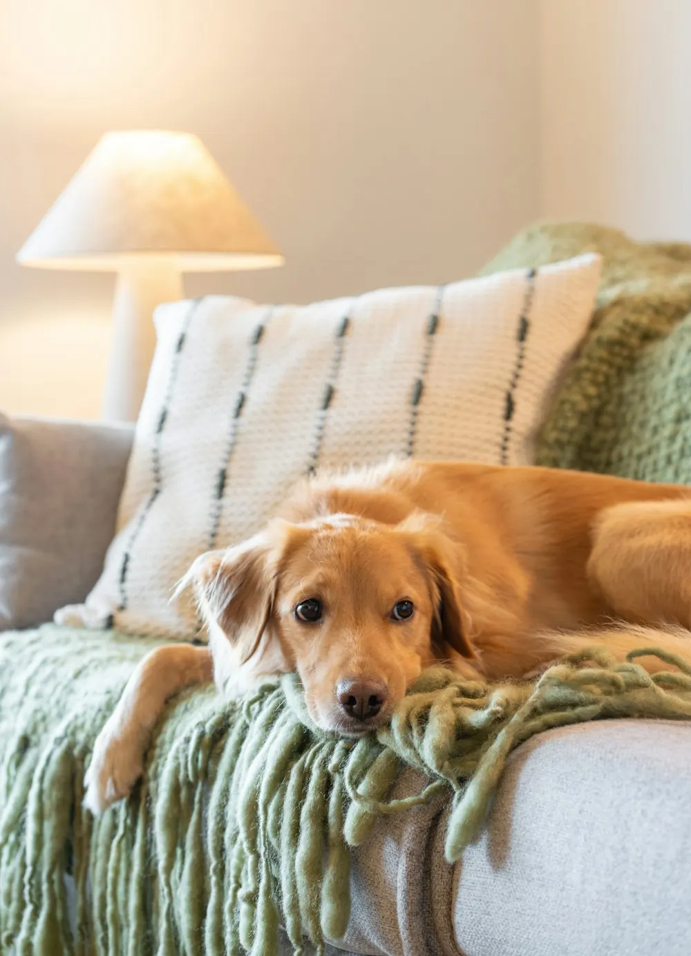 Golden puppy resting on a blanket on the couch
