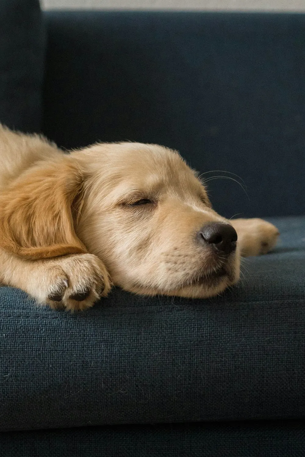 Golden puppy sleeping on a couch