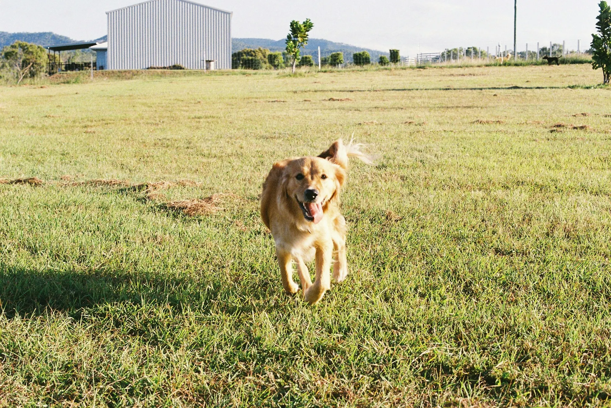 Peptide Therapy at Healing Haven Animal Clinic
