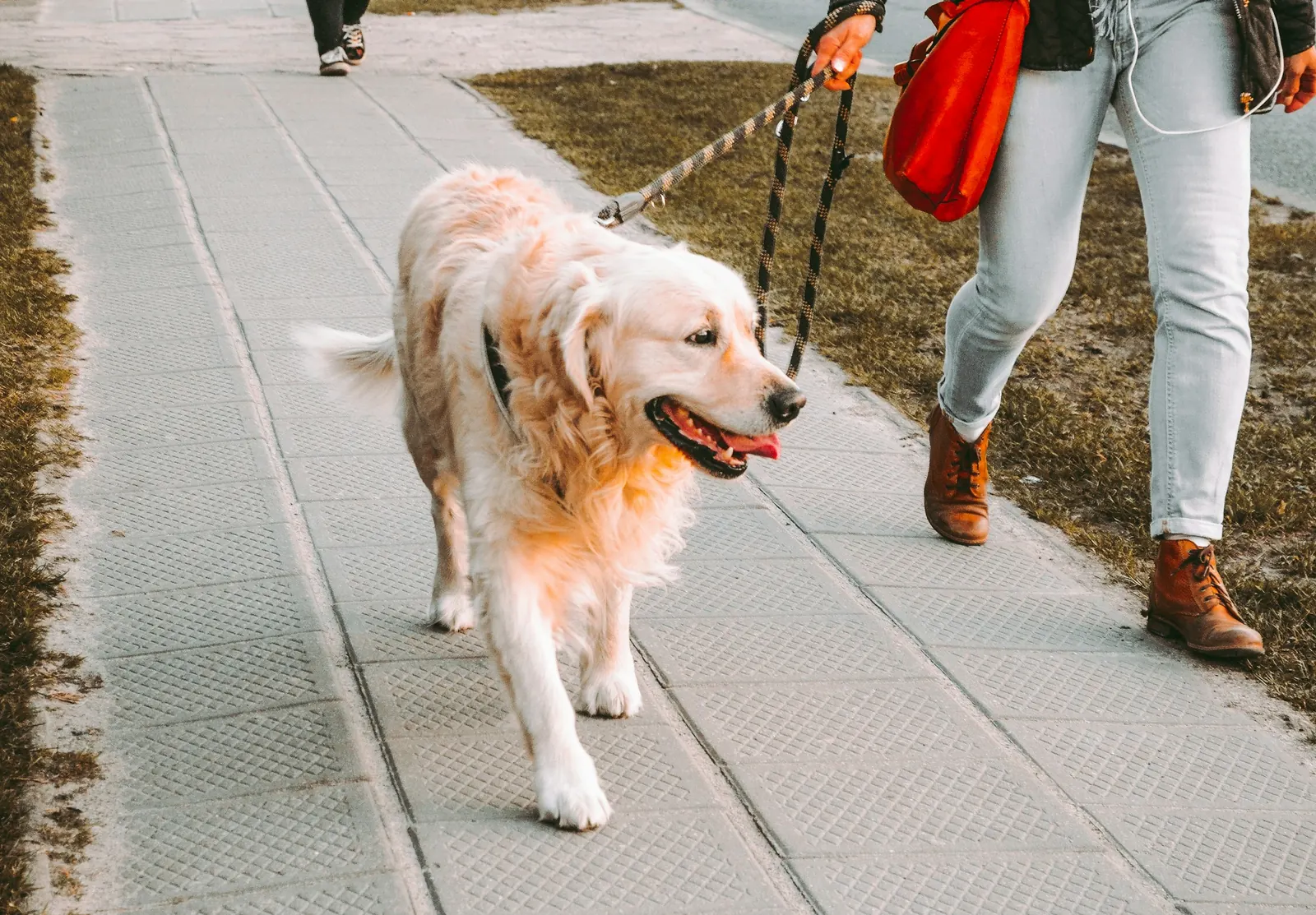 Laser Therapy at Healing Haven Animal Clinic