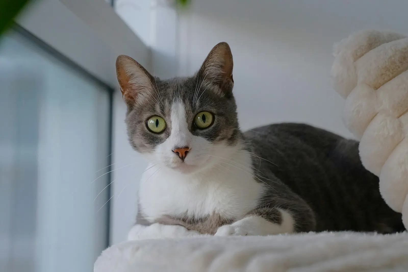 Grey and white cat resting comfortably by a bright window