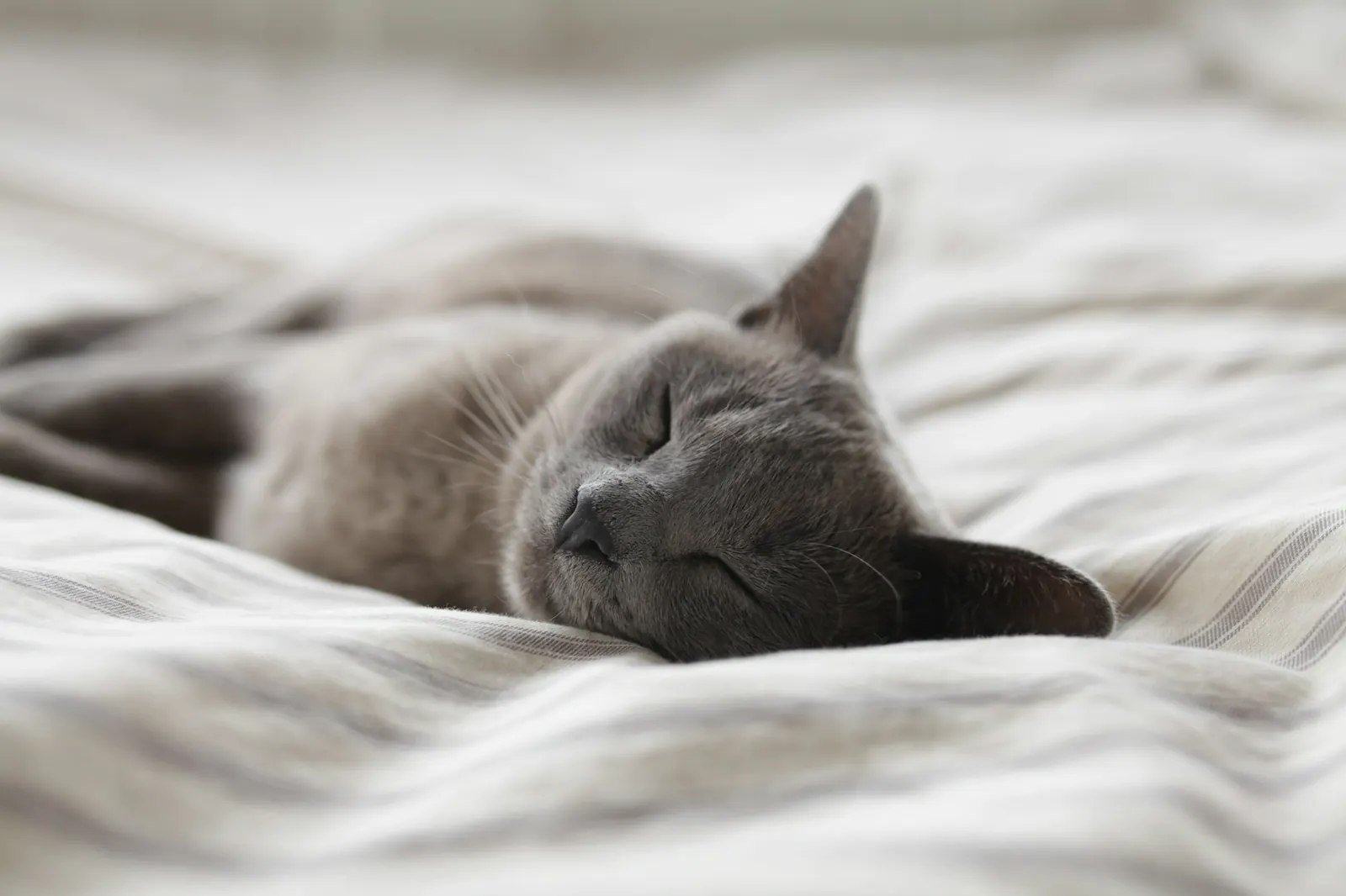 Grey cat resting comfortably on soft white bedding