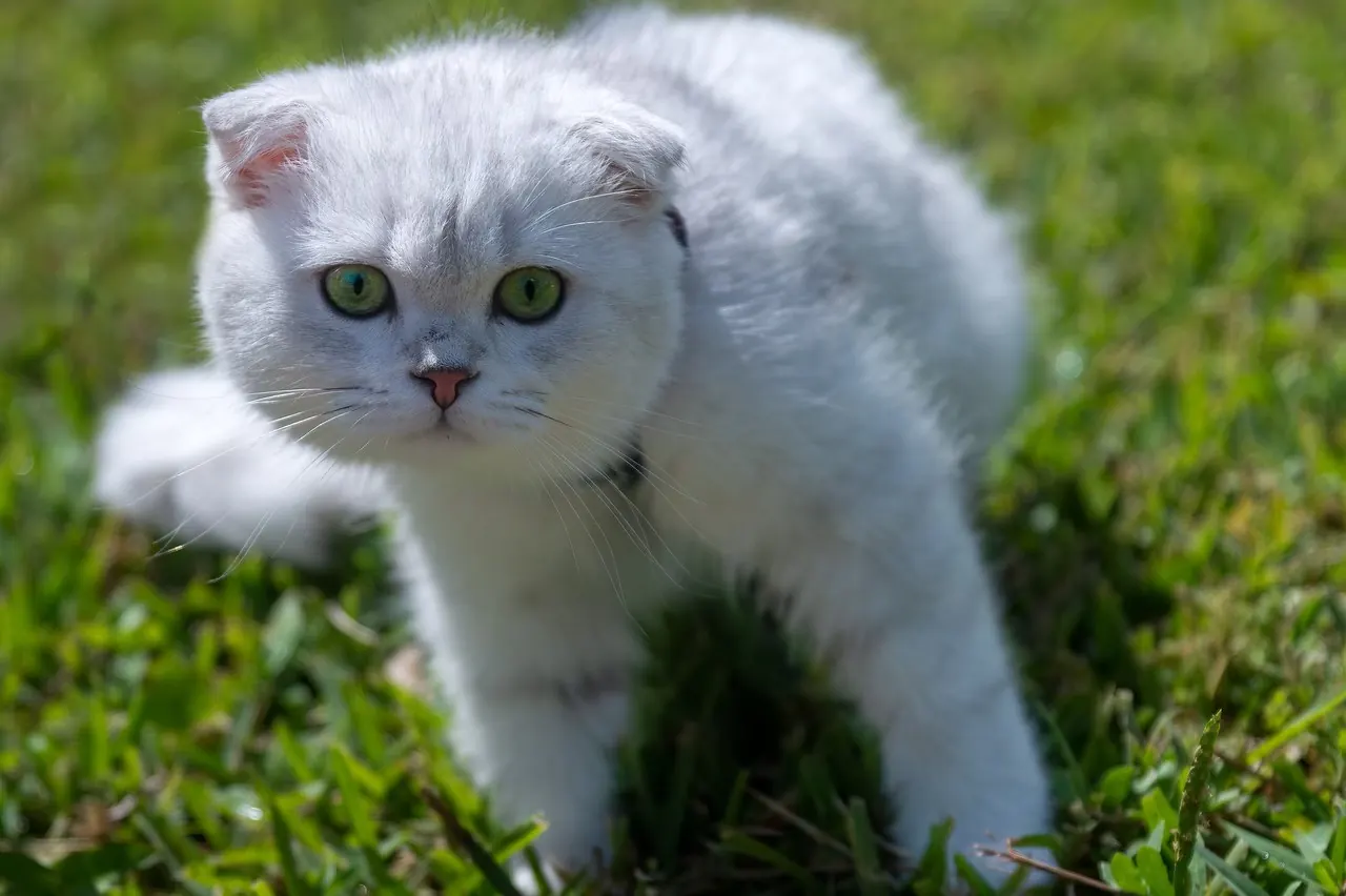 Haggis, a grey Scottish fold cat, walking through the grass