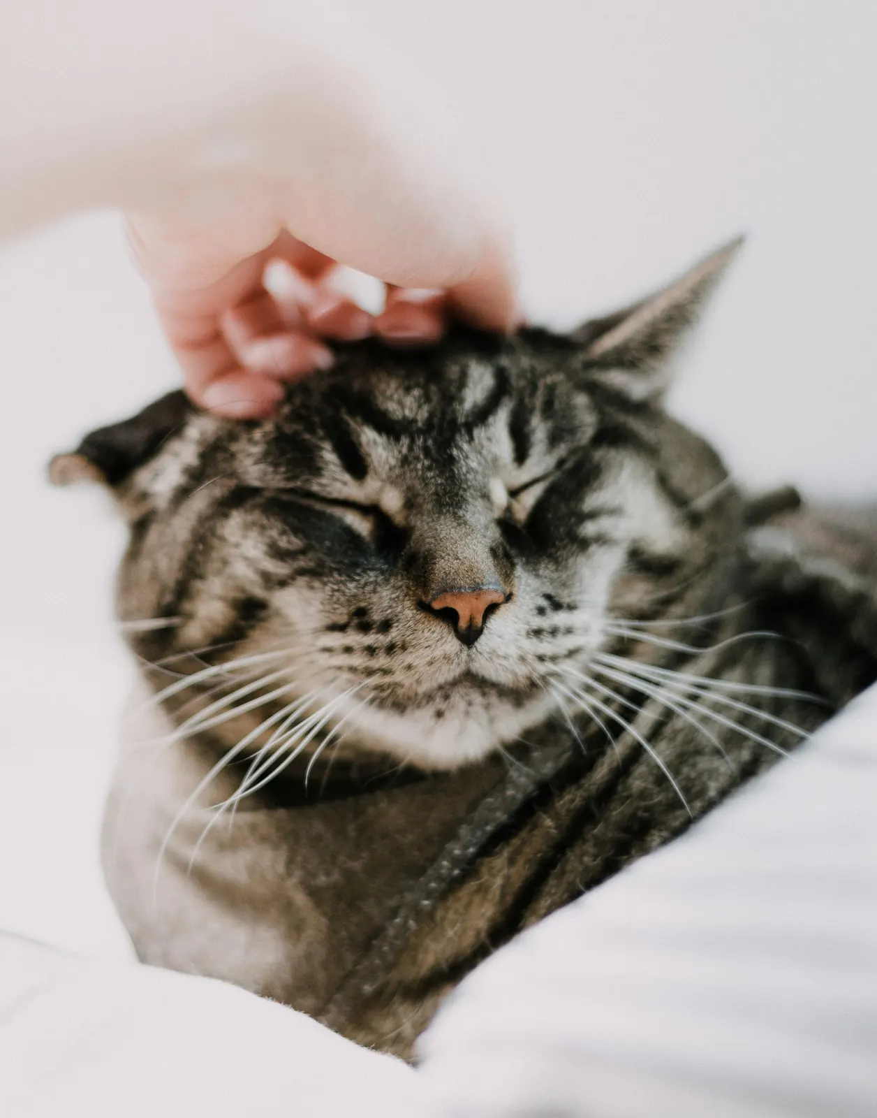 Hand gently petting a calm silver tabby cat