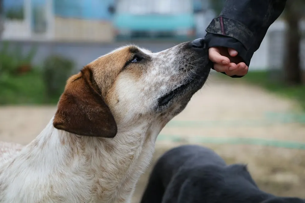 Person reaching out to greet a curious beagle mix outdoors