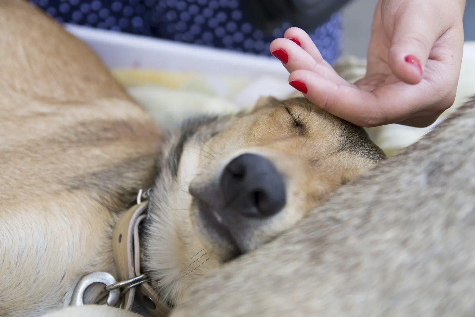 Hand gently petting a sleeping dog