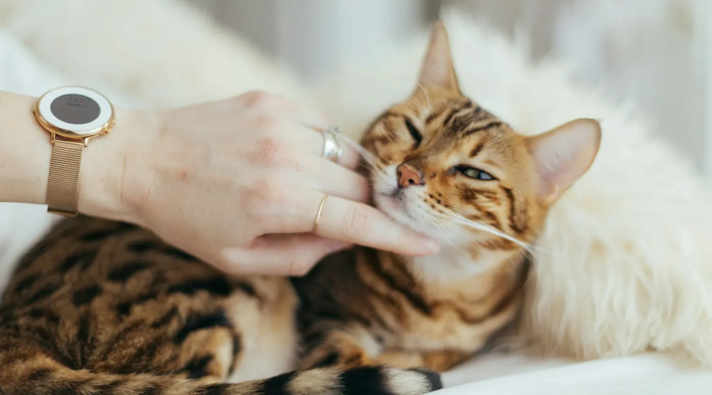 Hand scratching the chin of a content Bengal cat lying on a bed