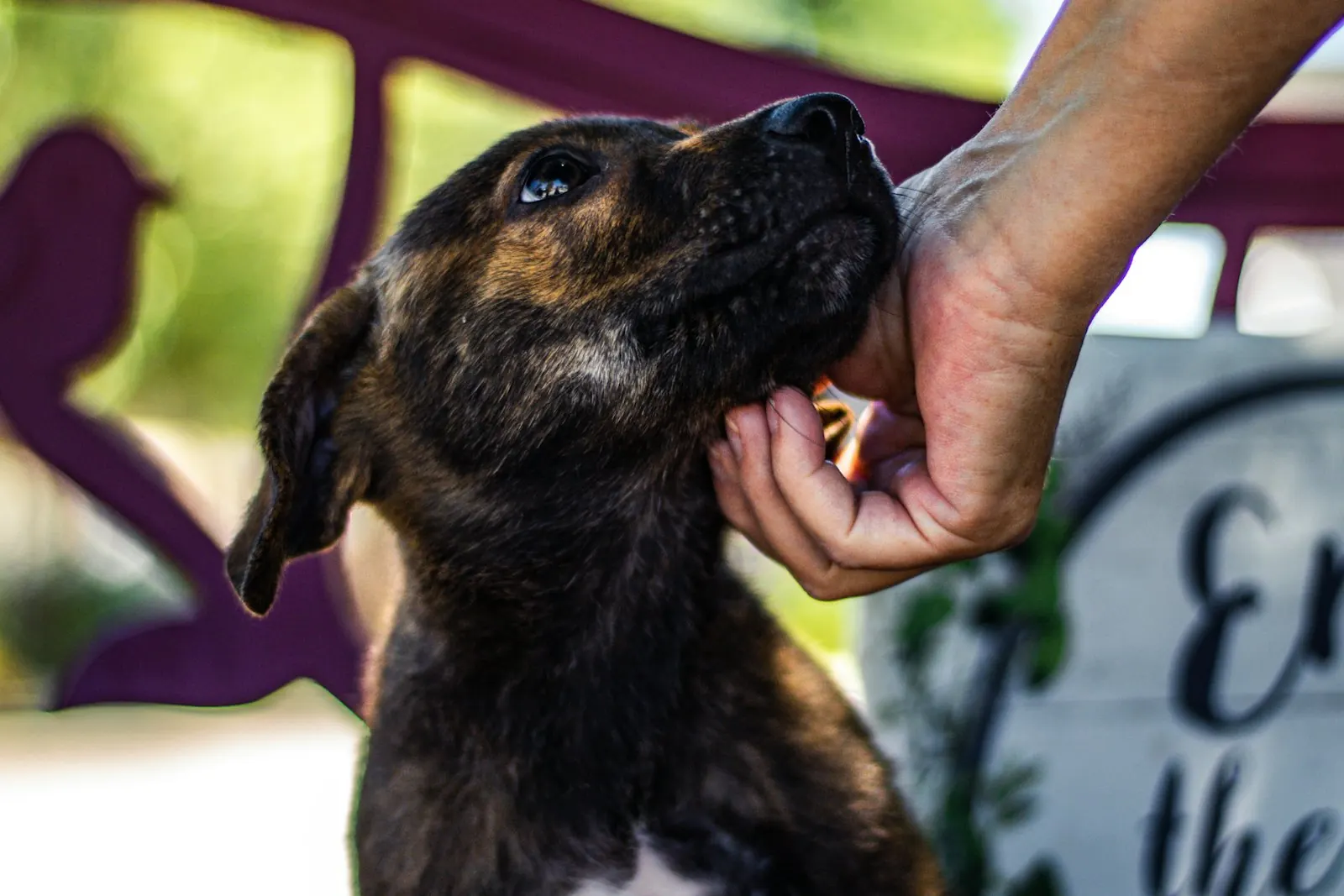 Hand scratching a puppy's chin