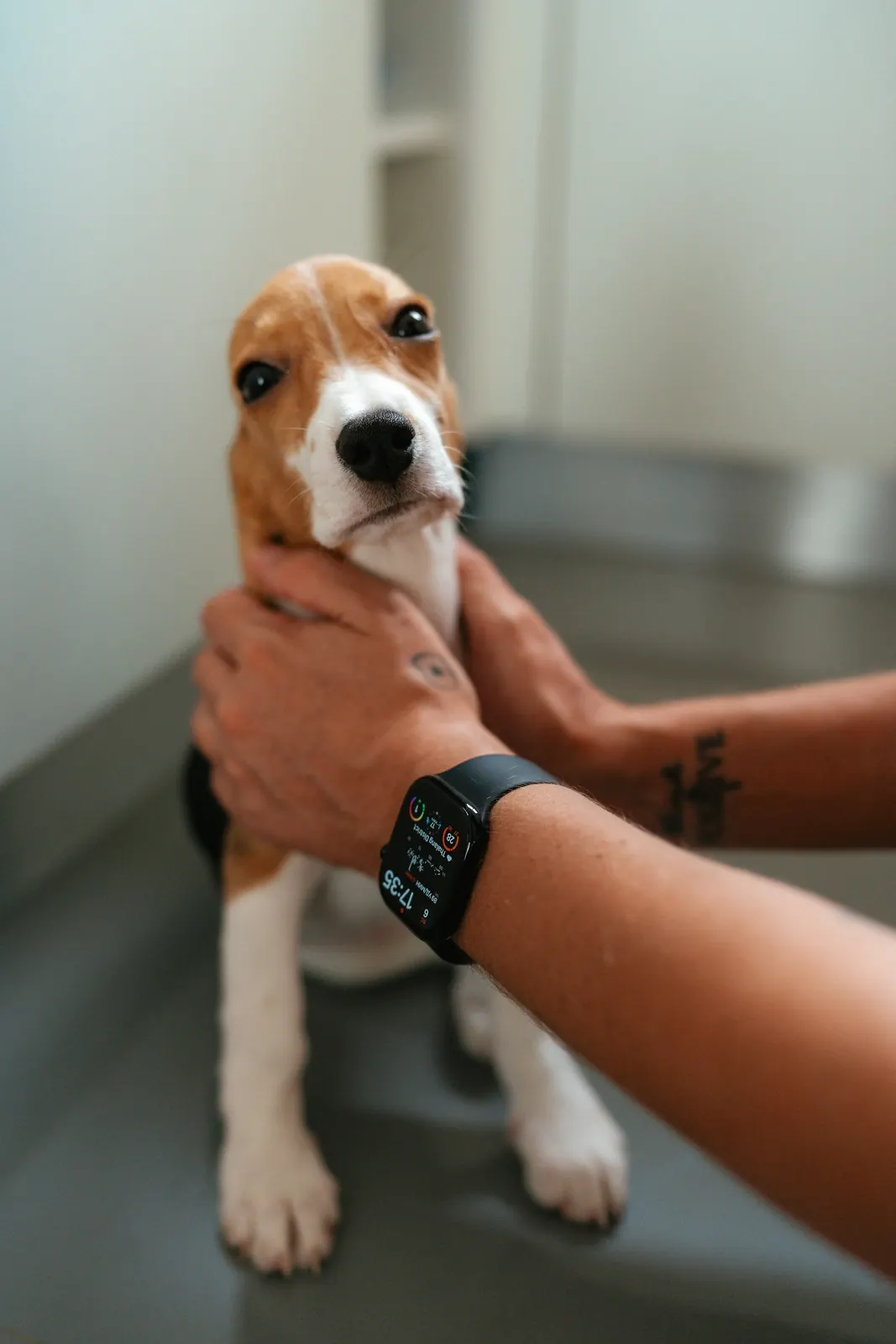 Hands gently steadying a beagle puppy during a checkup