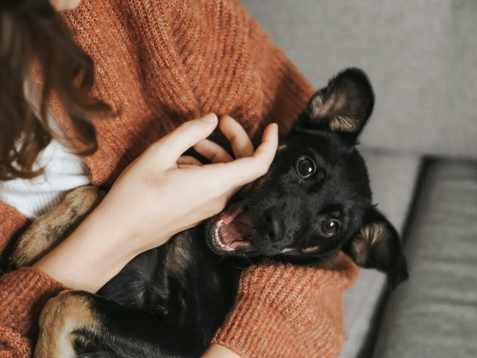 Acupuncture at Healing Haven Animal Clinic