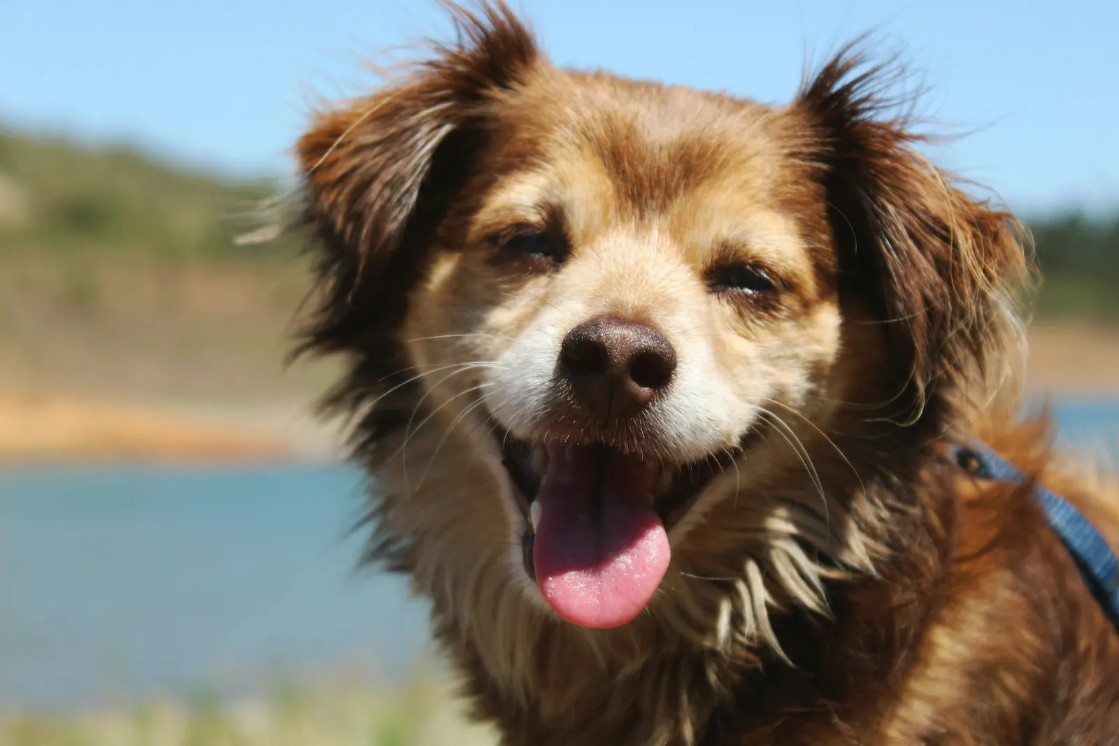Happy fluffy brown dog smiling outdoors by the water