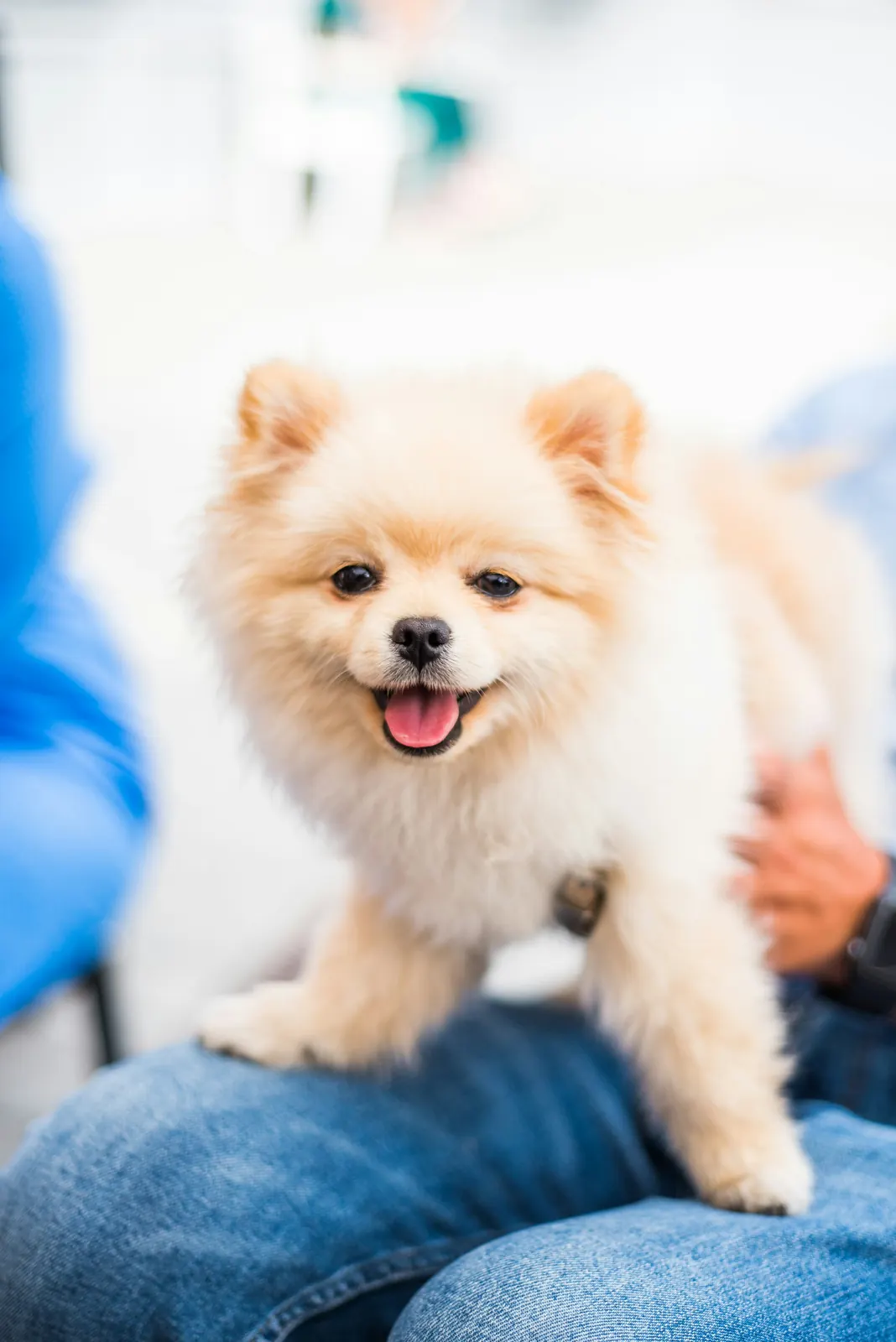 Happy cream Pomeranian puppy sitting on its owner's lap at a checkup