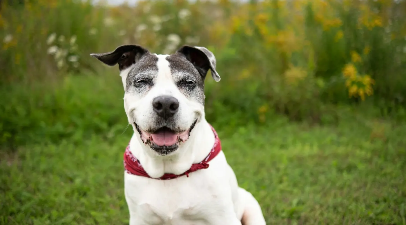 Happy senior black and white dog sitting in the grass in a red collar