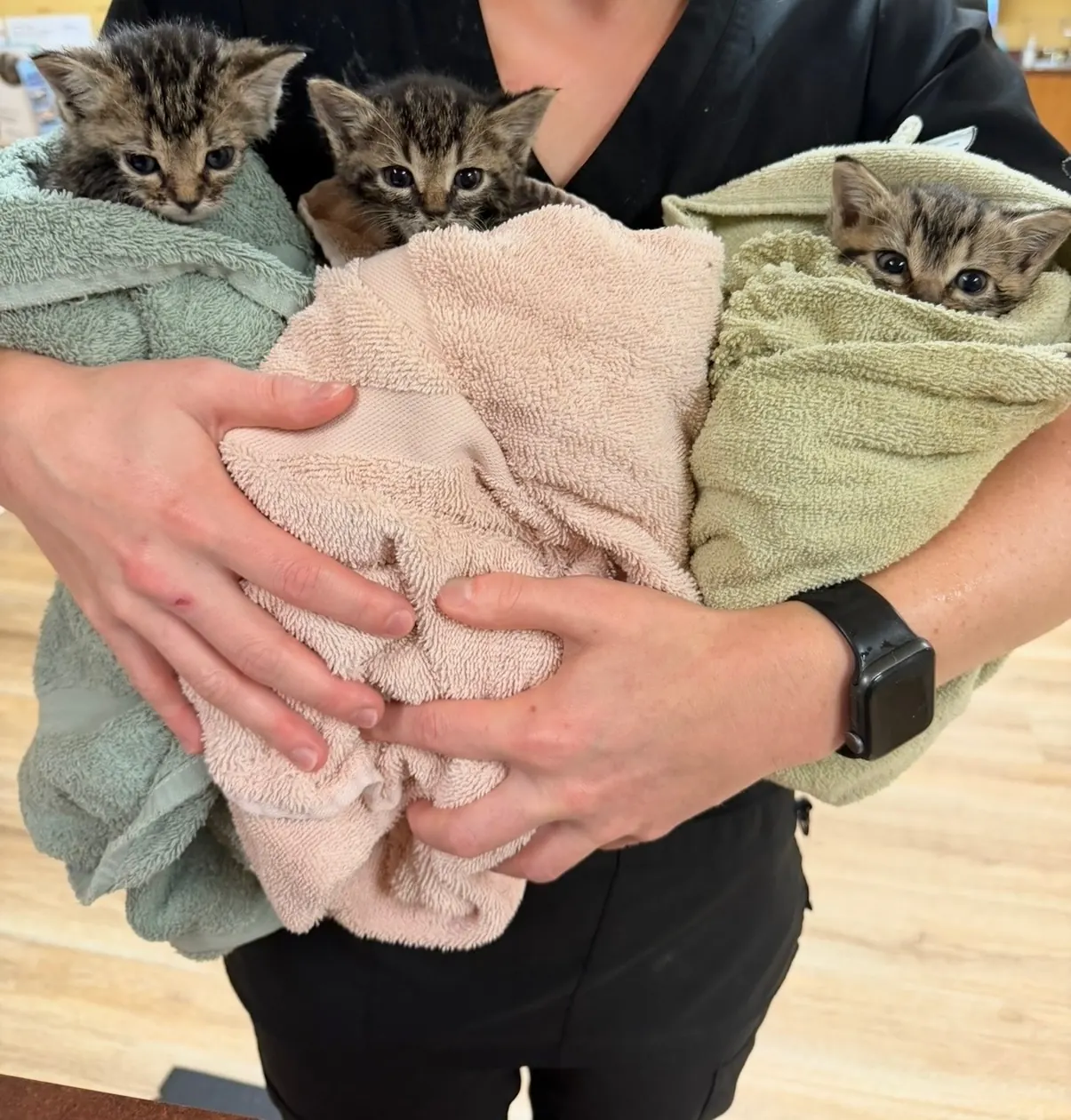 Healing Haven team member holding three tabby kittens wrapped in soft towels