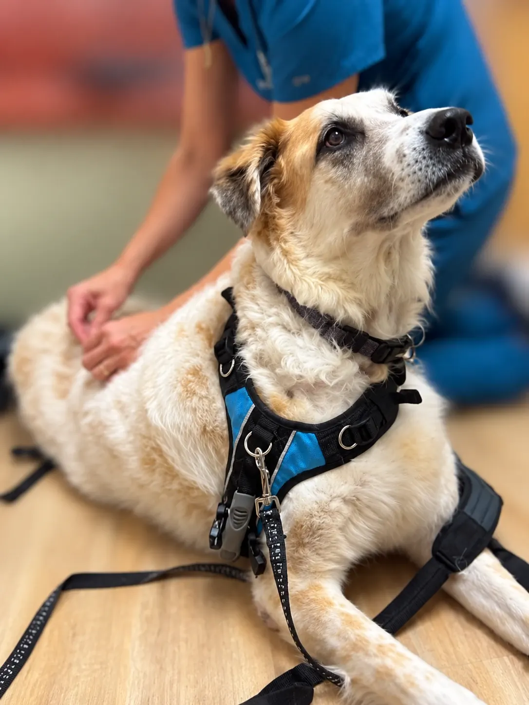 Large fluffy dog in a harness resting calmly on the floor during a treatment