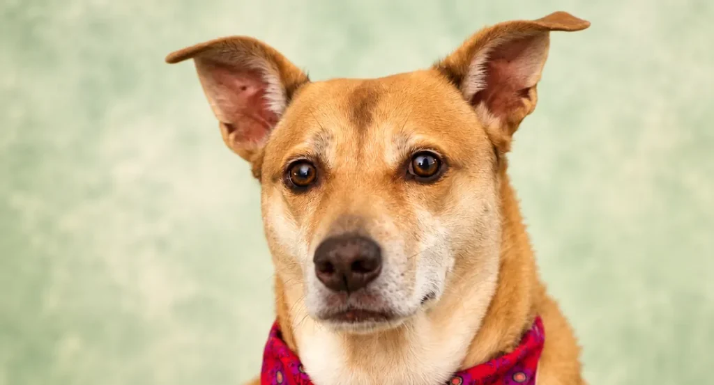 Luna, a tan mixed-breed dog in a red bandana